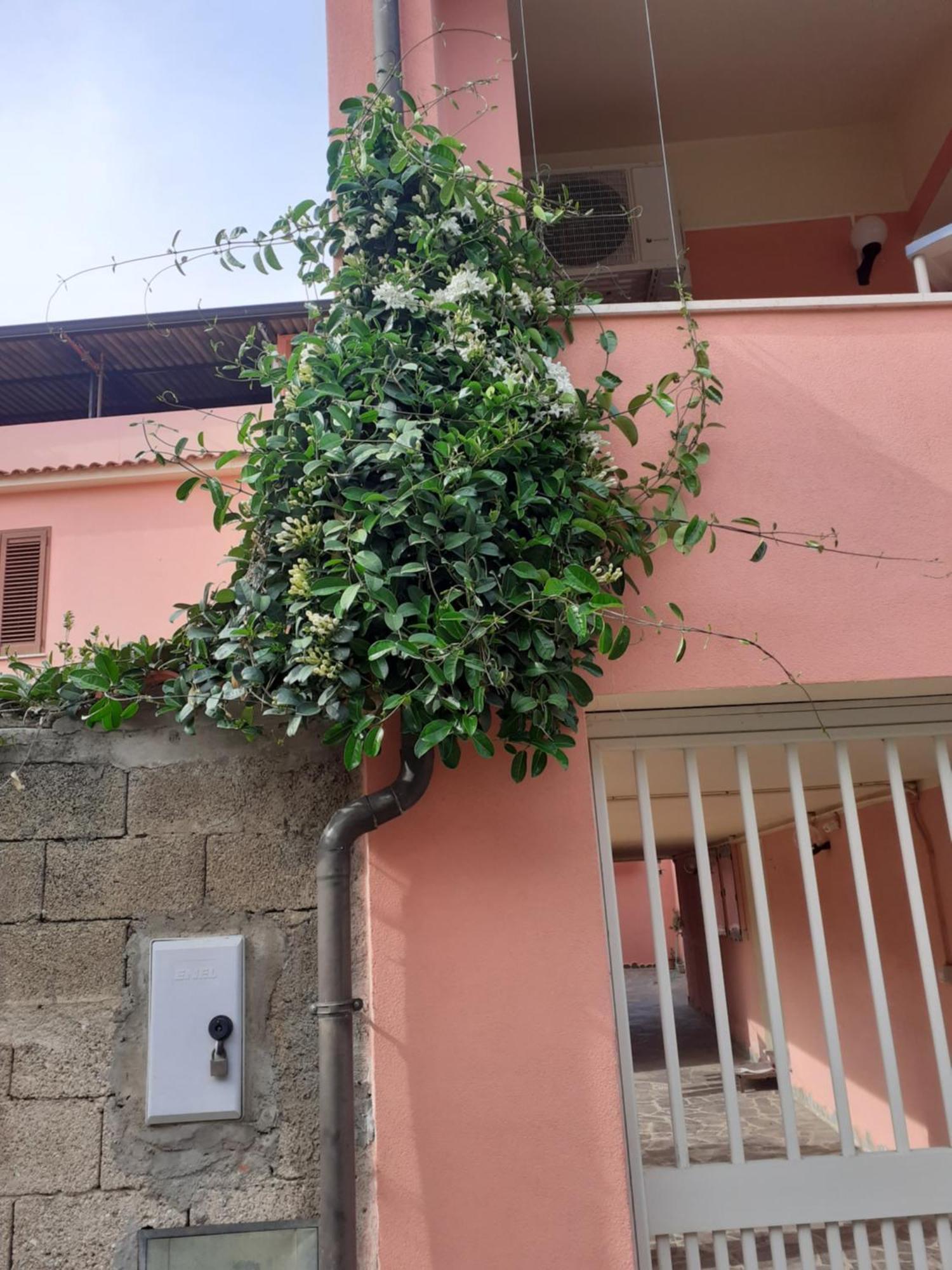 L'Agrifoglio Di Emy Bed & Breakfast Guspini Exterior photo